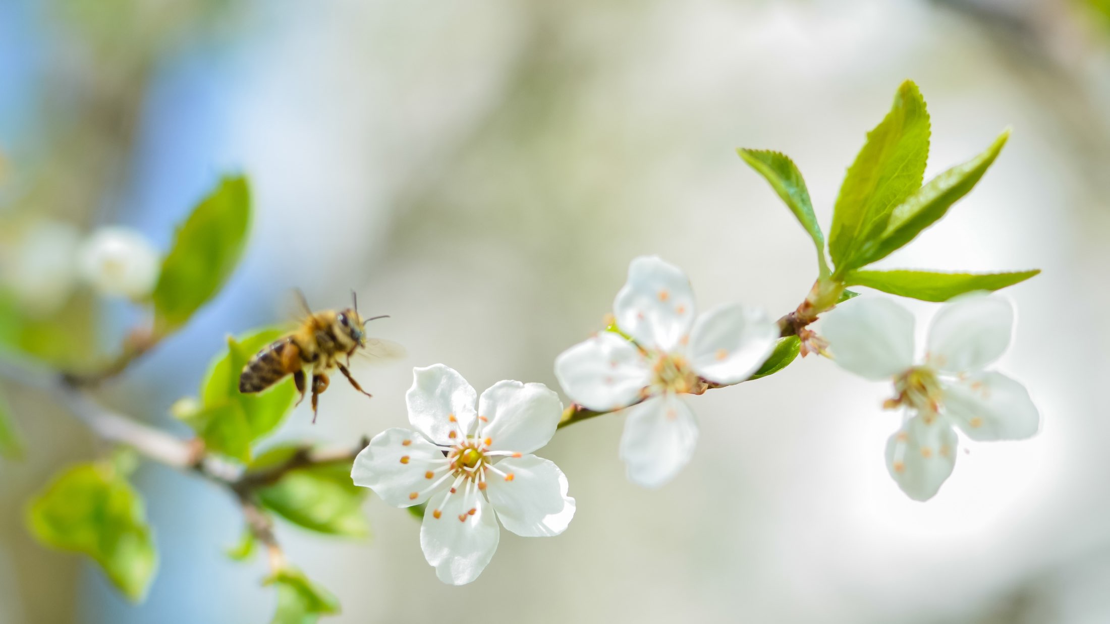 Fruit & Nut Trees