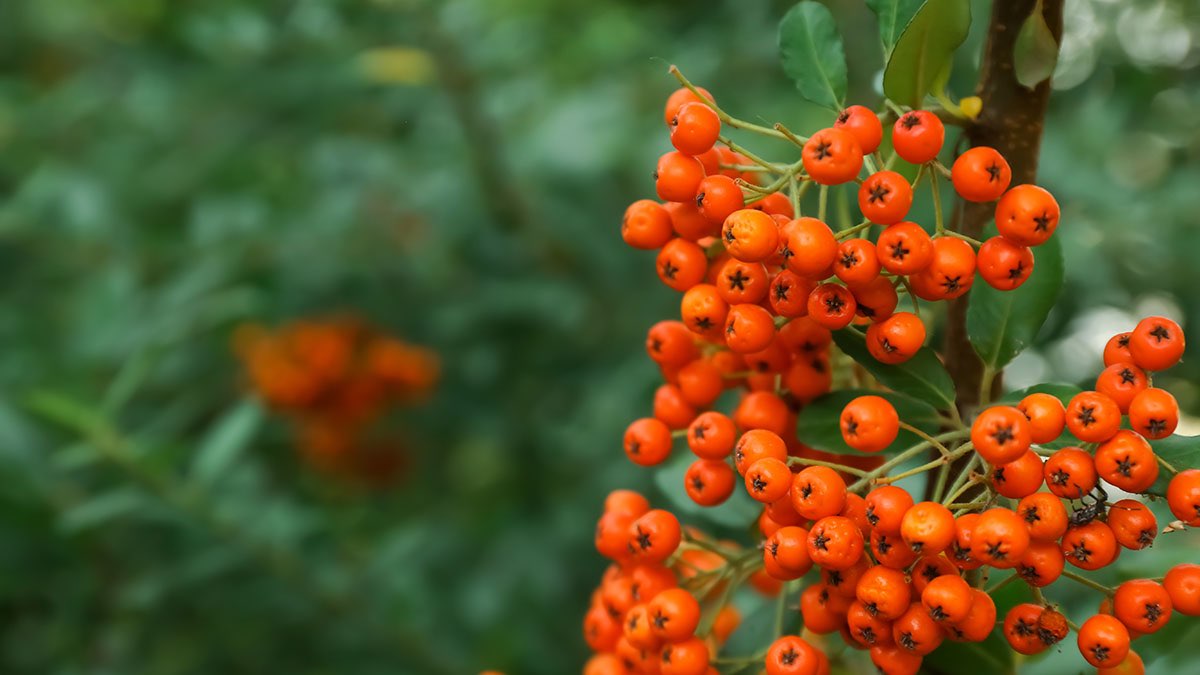 Native Irish Trees