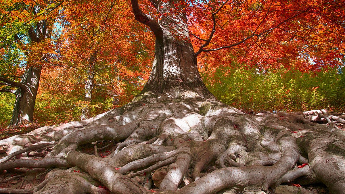 Naturalised Trees