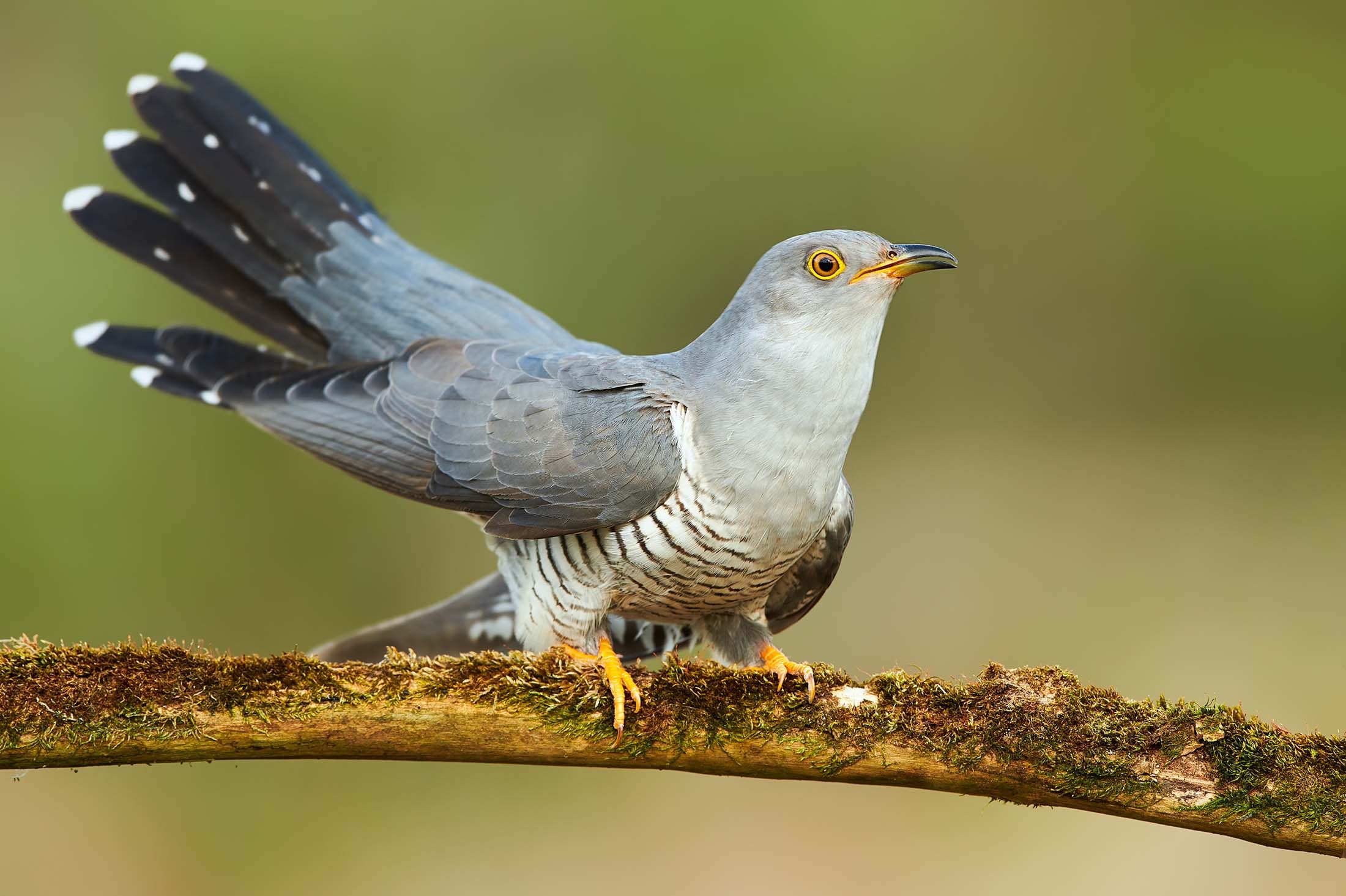 Cuckoos in the East