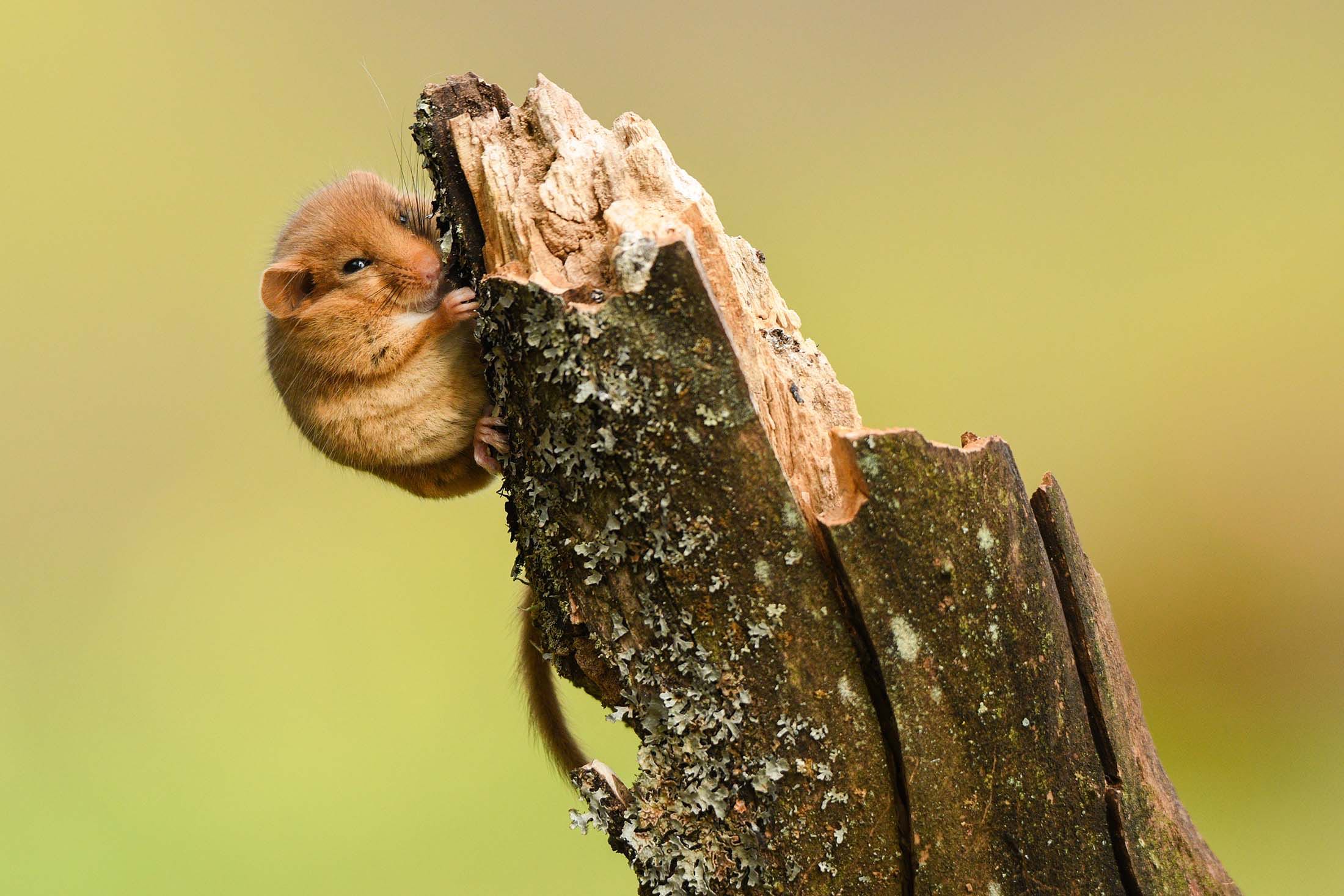 Irish Dormouse Monitoring Project