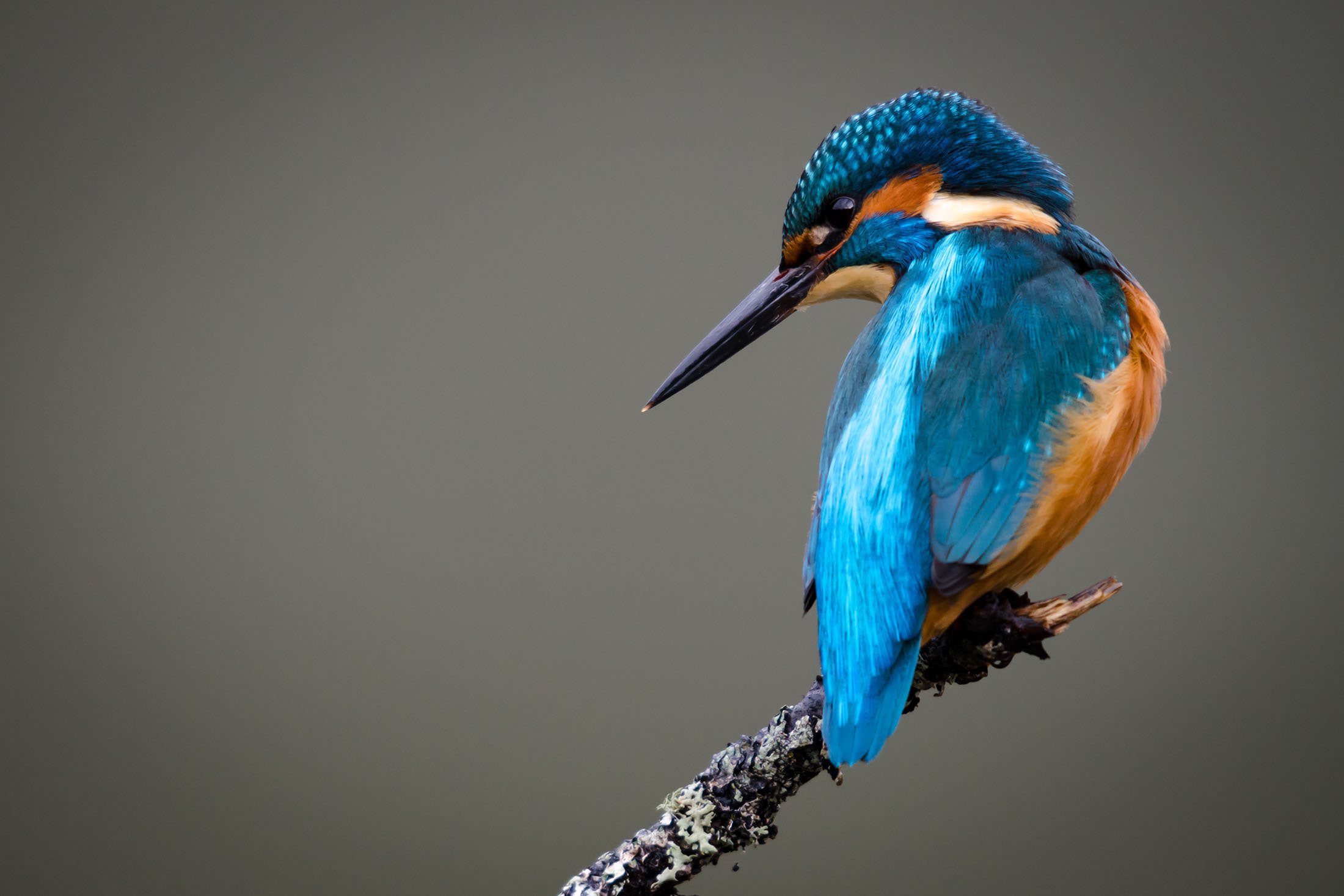 Belfast Kingfishers Project 