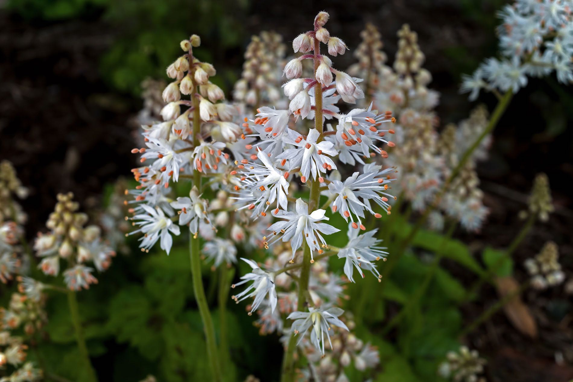 Life on the Edge – Conserving Arctic-alpine plants in Ireland