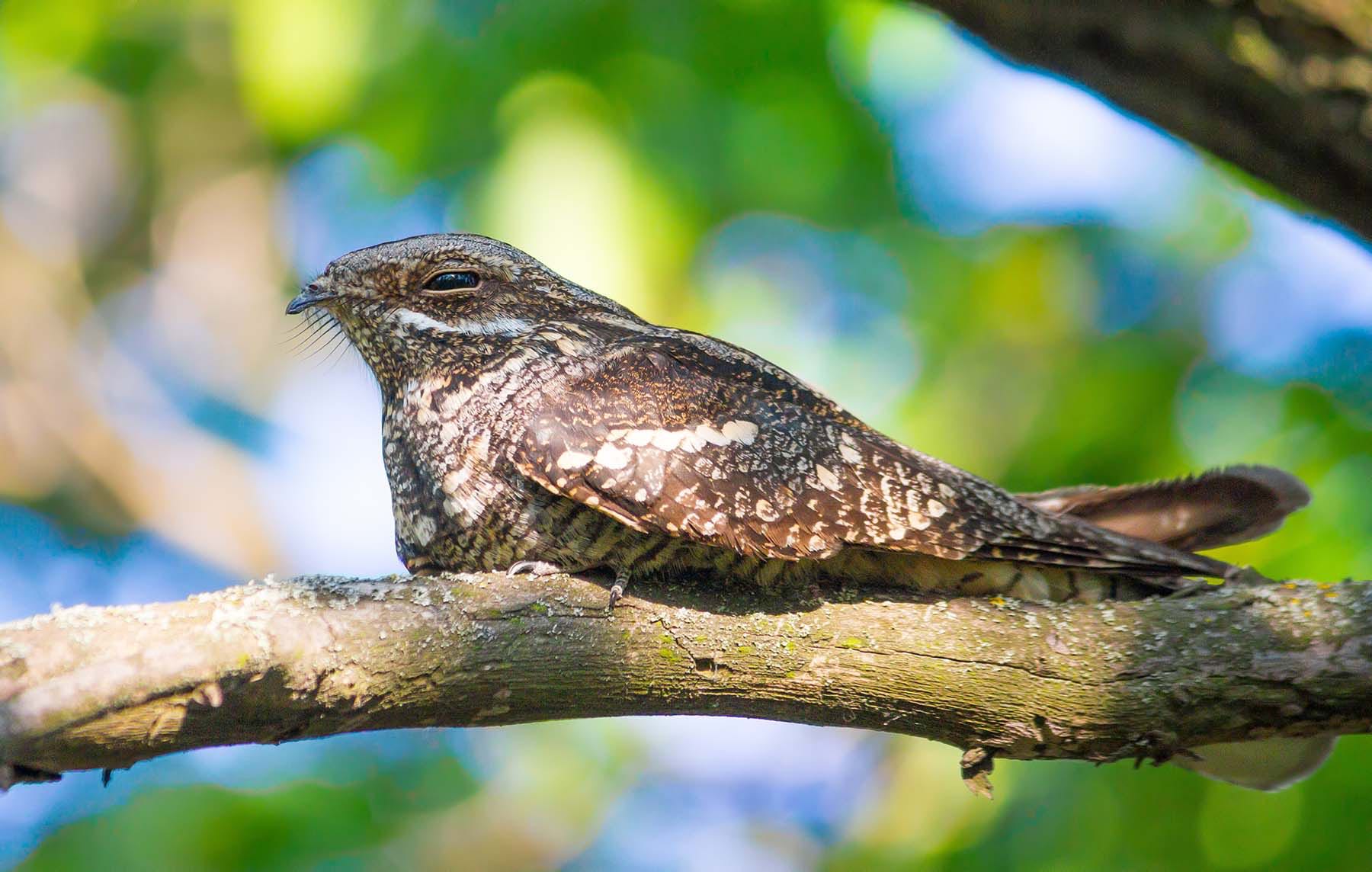 Nightjar Restoration Project