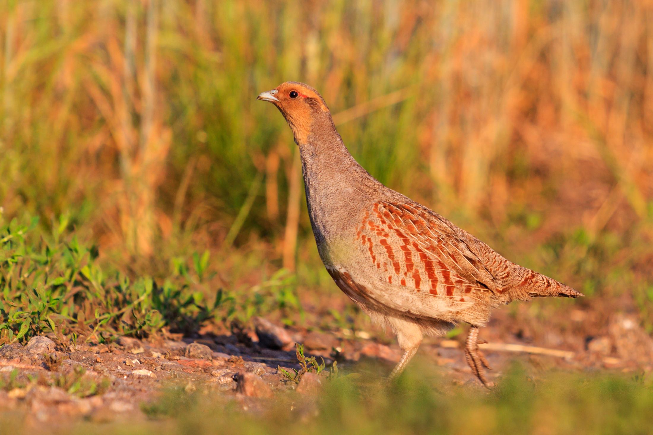 the grey partridge recovery project