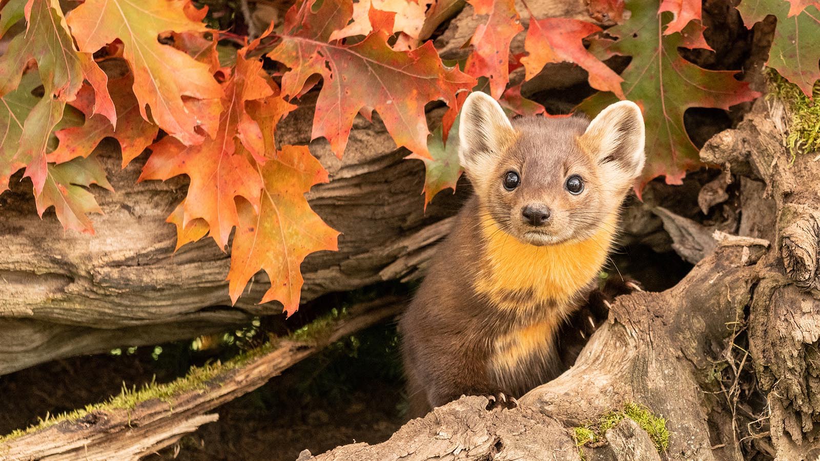 The Pine Marten Recovery Project