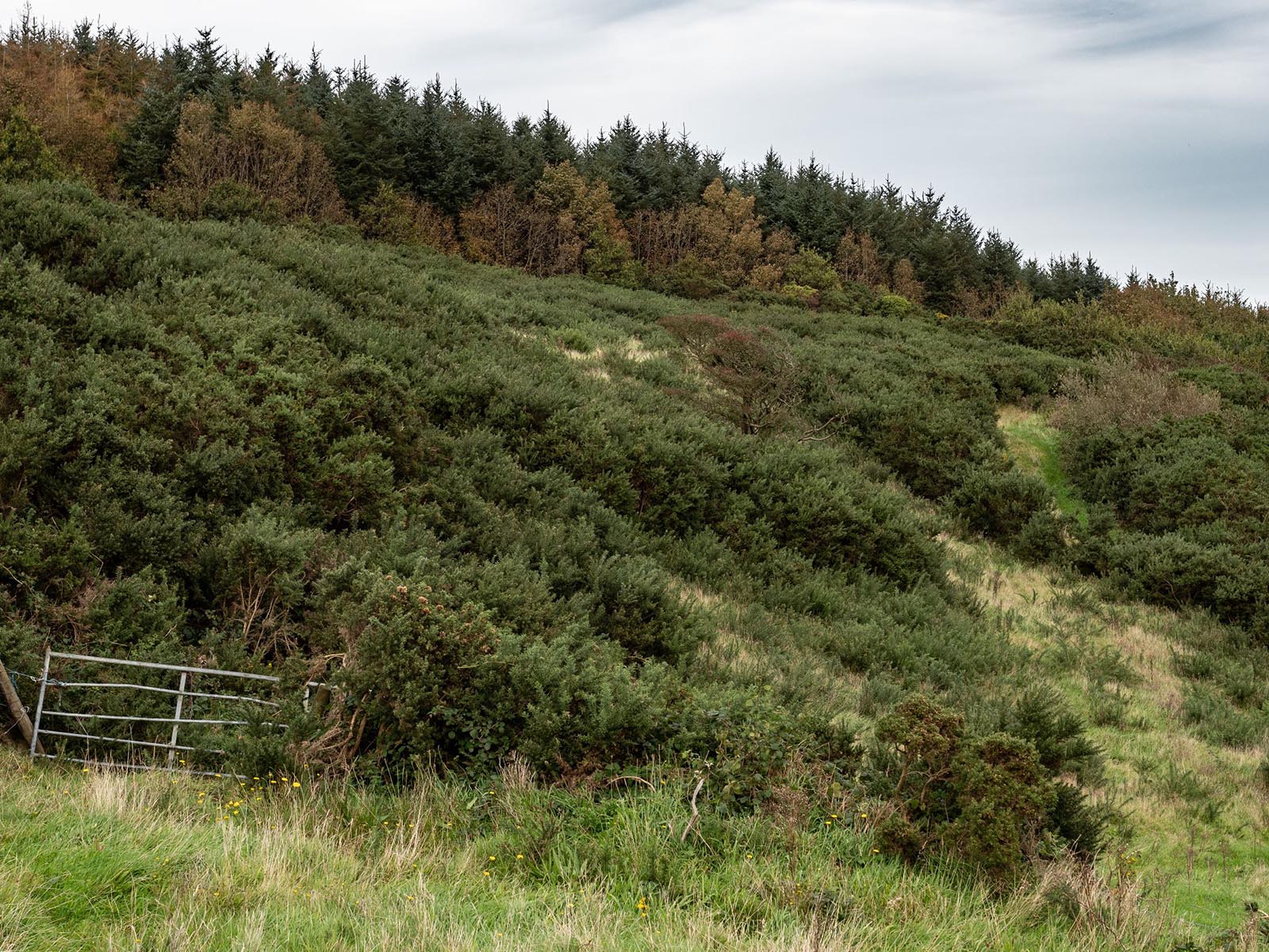 The Thorny Scrub Project