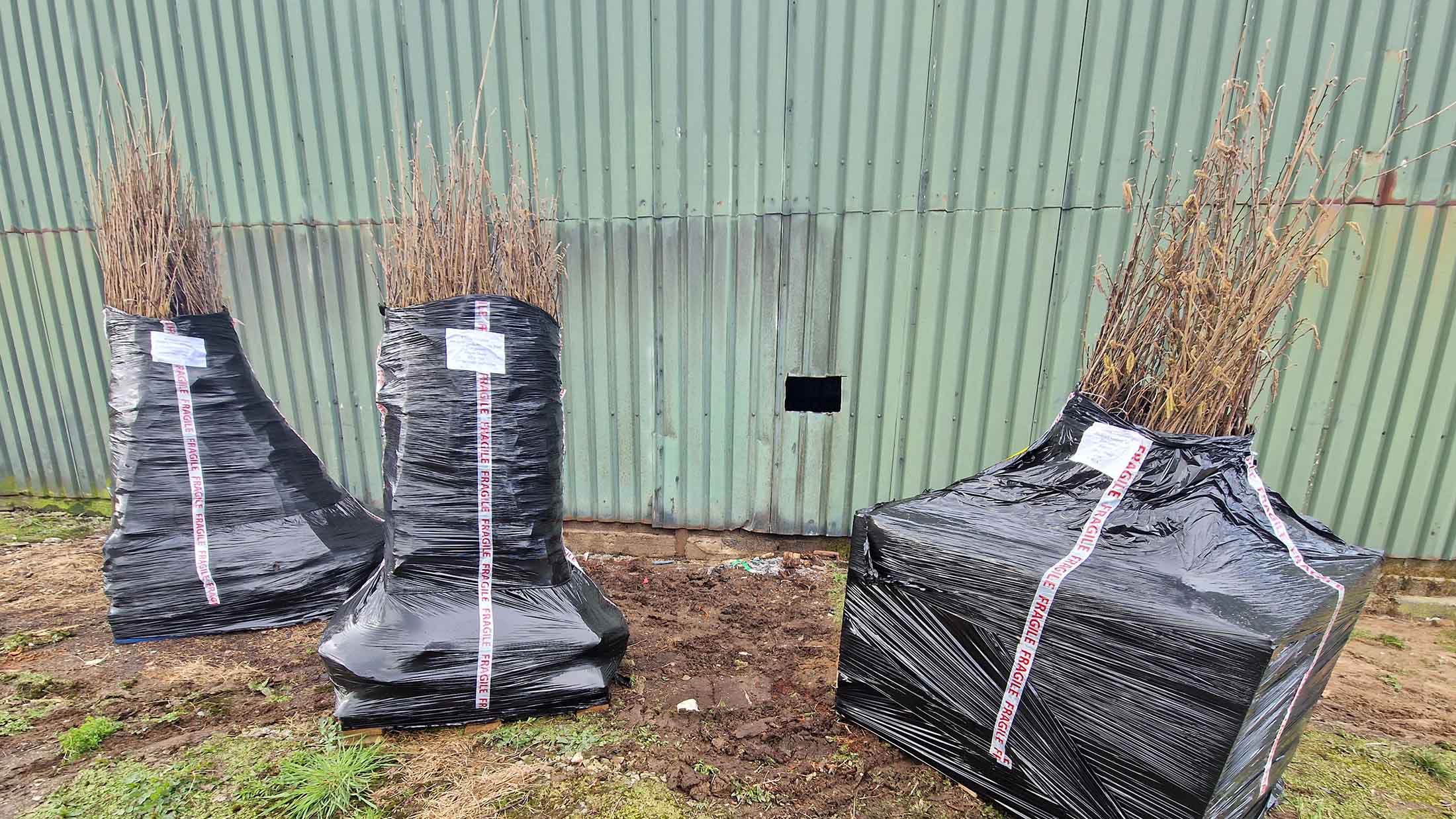 700 Hazel and Apple Trees delivered