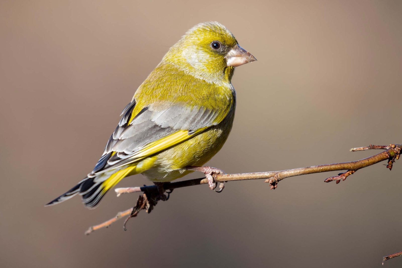 Greenfinch