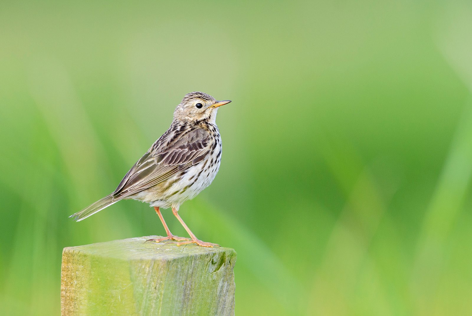 Meadow Pipit