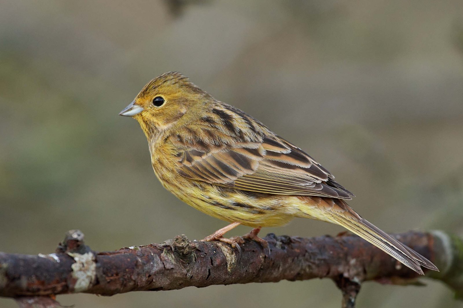 Yellowhammer