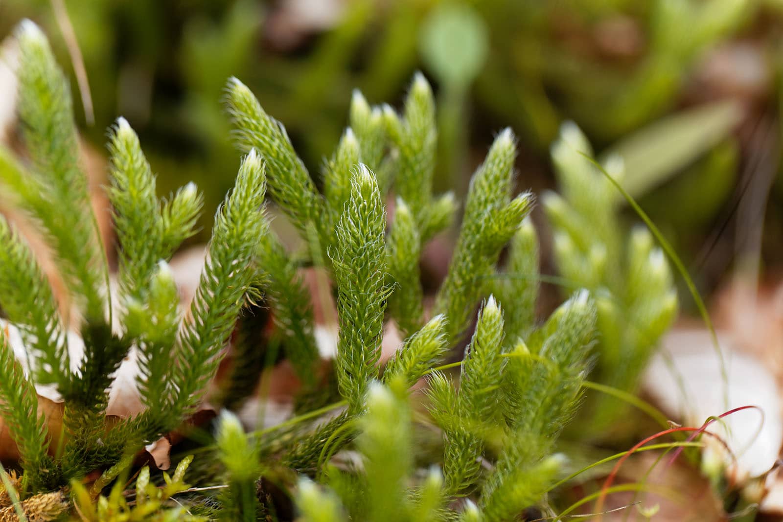 Clubmoss