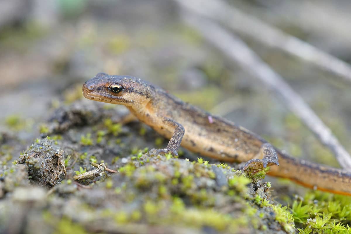 Smooth Newt