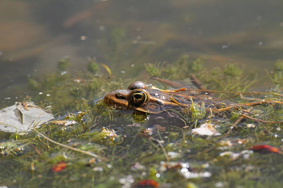 Common Frog